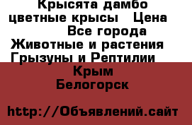 Крысята дамбо цветные крысы › Цена ­ 250 - Все города Животные и растения » Грызуны и Рептилии   . Крым,Белогорск